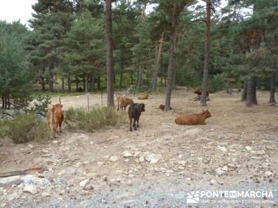 Senderismo Ávila - Peguerinos en Los Quemados; senderos gr españa